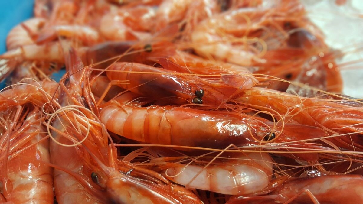 Taula Parada debate sobre el futuro de la pesca en el Mediterráneo (II)